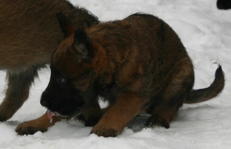 Lime tasting the snow